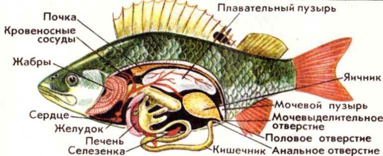 внешнее строение рыбы 769 x 315 · jpeg внешнее строение рыбы 769 x 315 · jpeg
